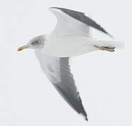 Lesser Black-backed Gull