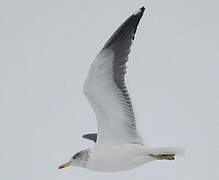 Lesser Black-backed Gull