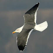 Lesser Black-backed Gull