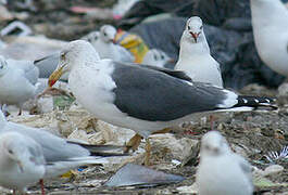 Lesser Black-backed Gull