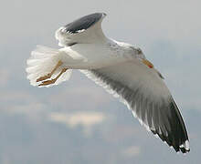 Lesser Black-backed Gull