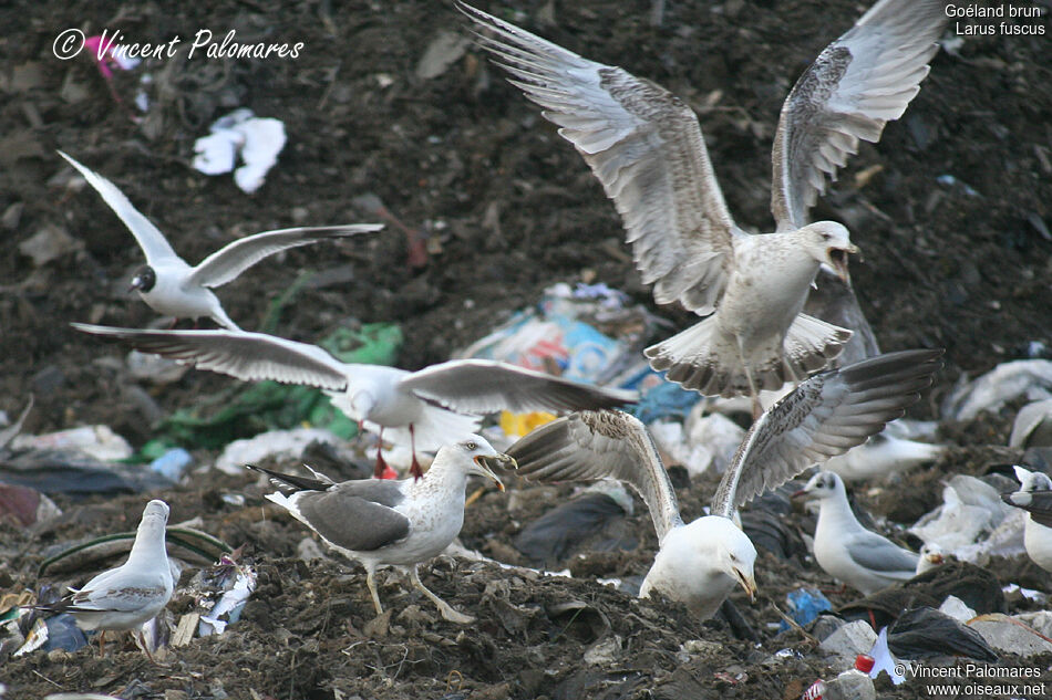 Lesser Black-backed GullFourth year