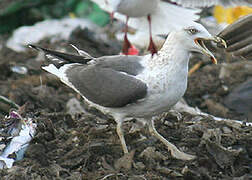 Lesser Black-backed Gull