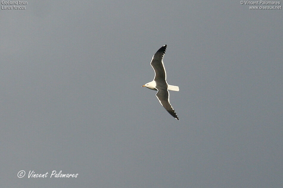 Lesser Black-backed Gull