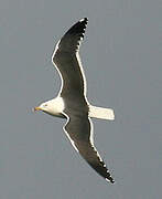 Lesser Black-backed Gull