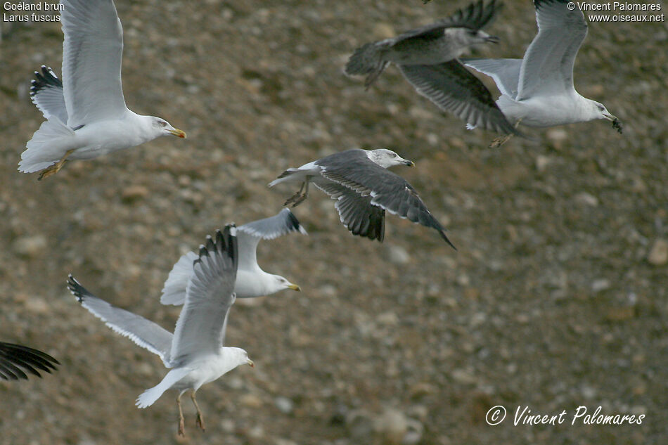 Lesser Black-backed GullThird  year