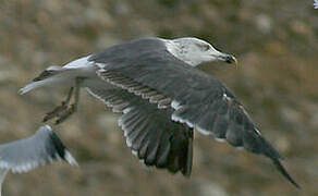 Lesser Black-backed Gull