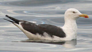 Lesser Black-backed Gull