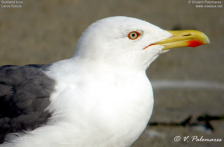 Lesser Black-backed Gull