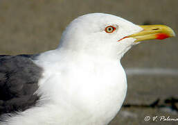 Lesser Black-backed Gull