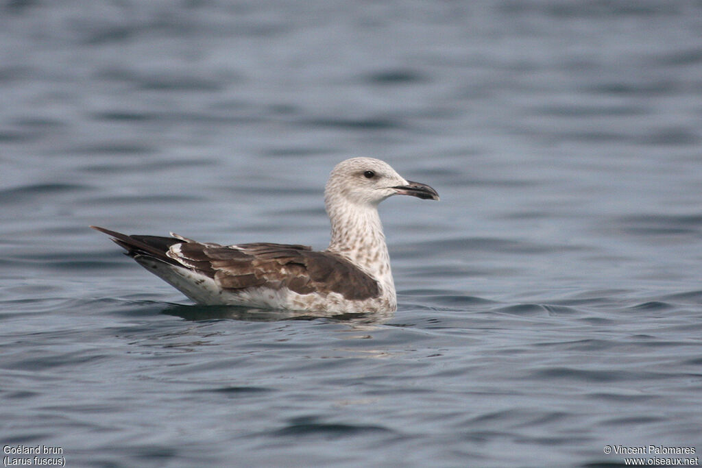 Lesser Black-backed GullSecond year