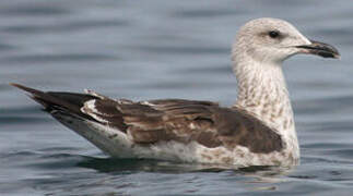 Lesser Black-backed Gull