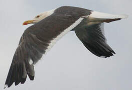 Lesser Black-backed Gull