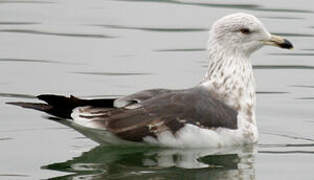 Lesser Black-backed Gull