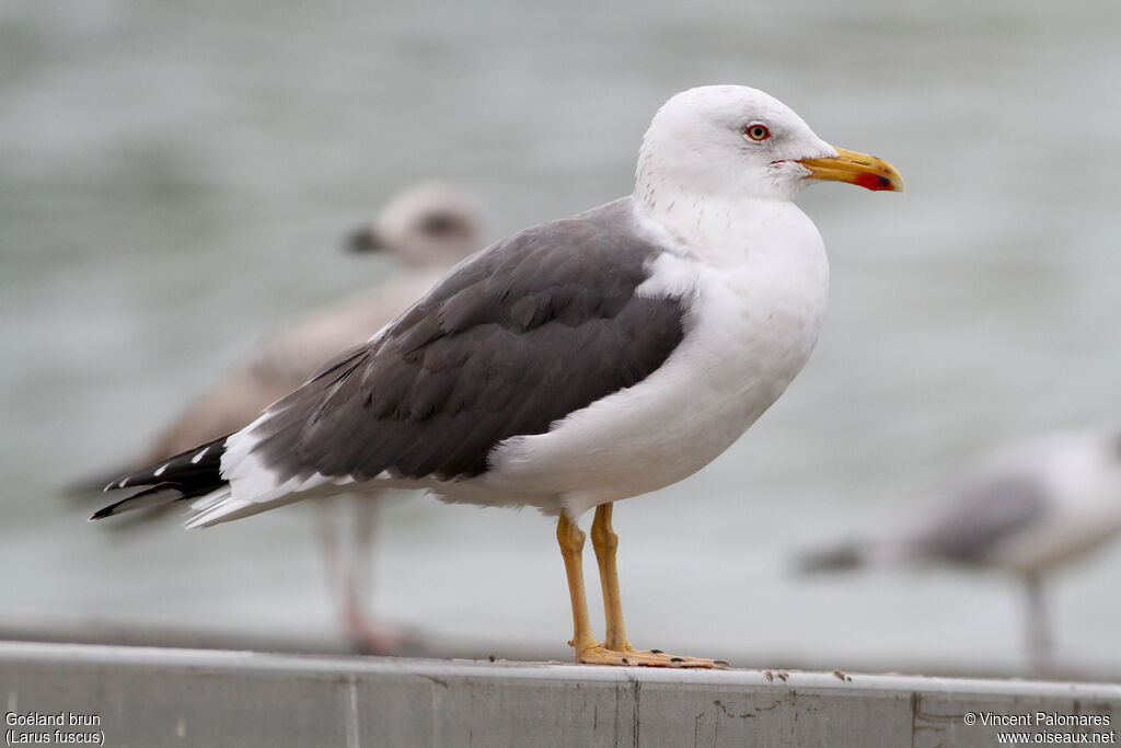 Lesser Black-backed Gulladult