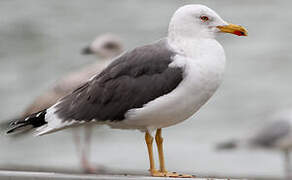 Lesser Black-backed Gull