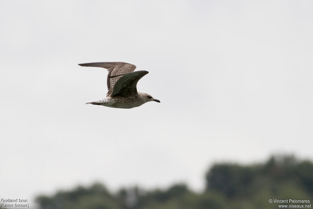 Lesser Black-backed GullFirst year, Flight