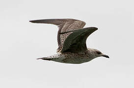 Lesser Black-backed Gull