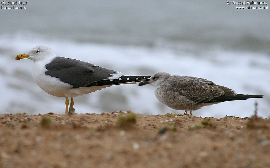 Lesser Black-backed Gull