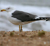 Lesser Black-backed Gull