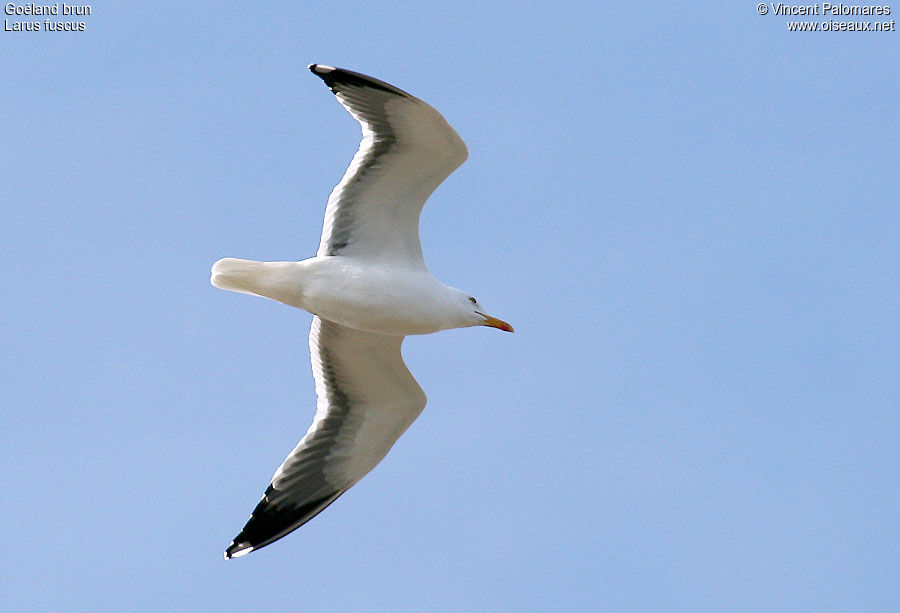 Lesser Black-backed Gull