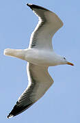 Lesser Black-backed Gull