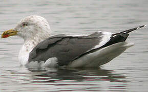 Lesser Black-backed Gull