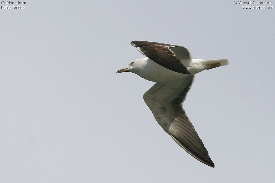 Lesser Black-backed Gull