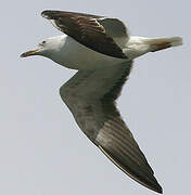 Lesser Black-backed Gull