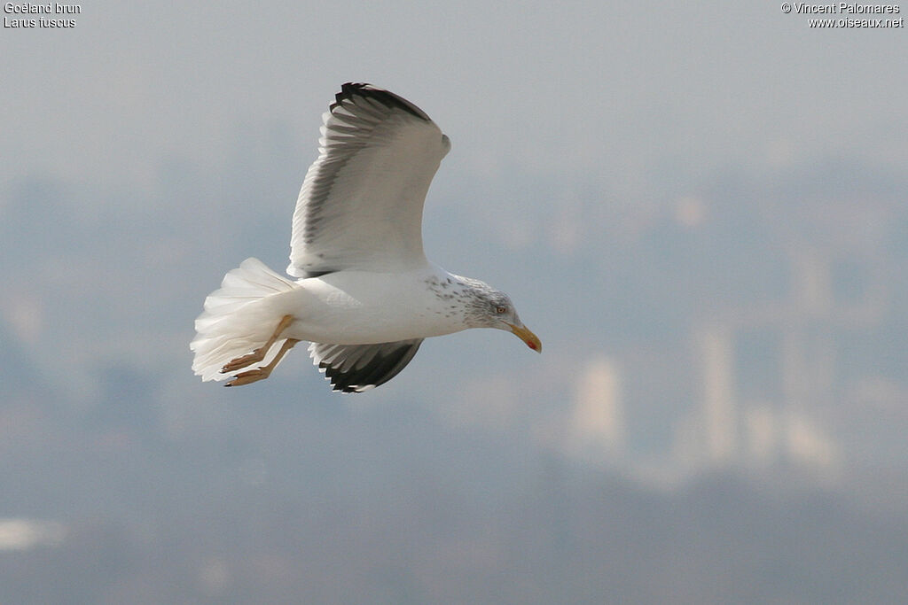 Lesser Black-backed Gull