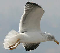 Lesser Black-backed Gull