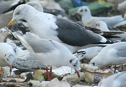 Lesser Black-backed Gull