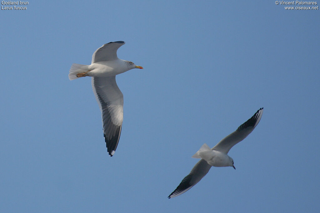 Lesser Black-backed Gull