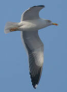 Lesser Black-backed Gull