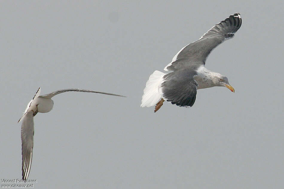 Lesser Black-backed Gulladult post breeding, Flight