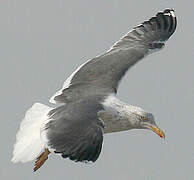 Lesser Black-backed Gull