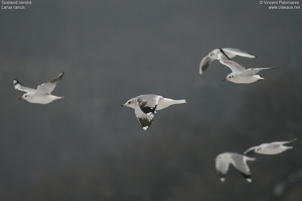 Mew Gull