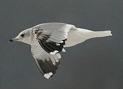 Common Gull