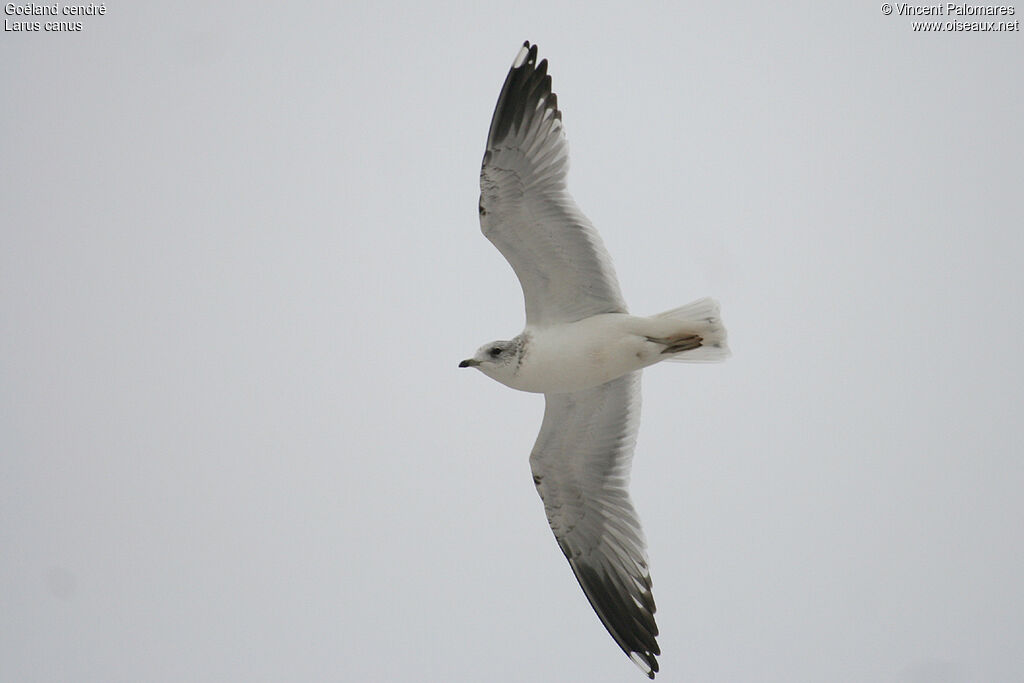 Common Gull