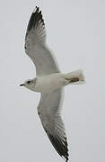 Common Gull