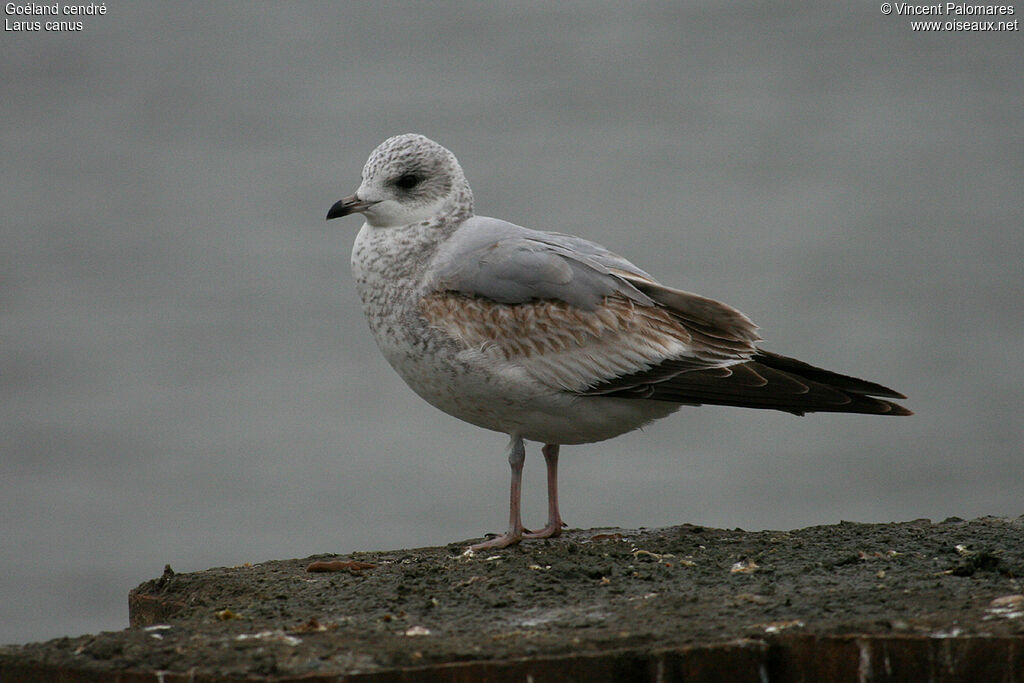 Mew Gull