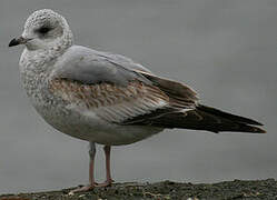 Mew Gull