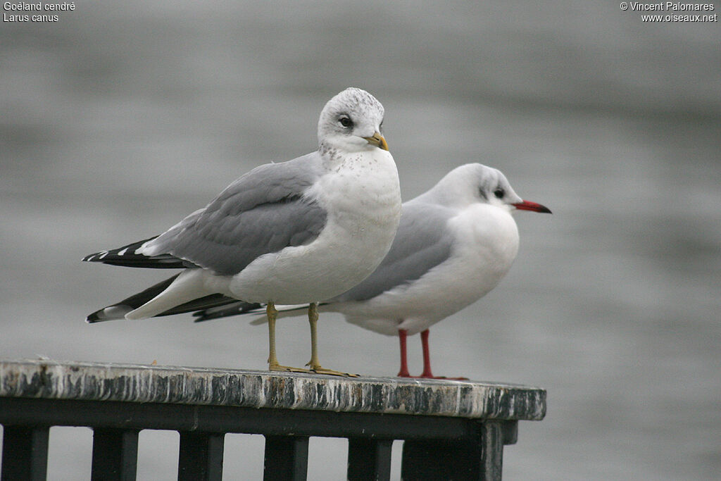 Mew Gull