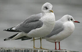 Common Gull