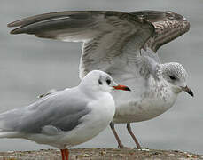 Common Gull