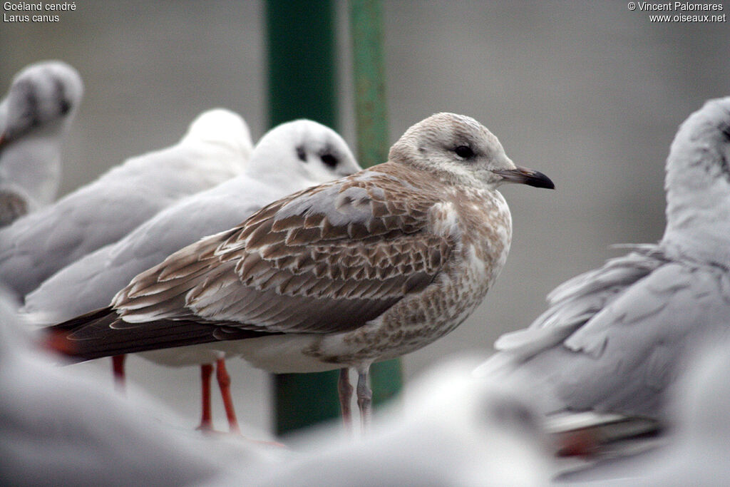 Mew Gull