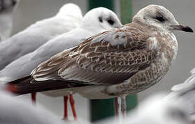 Common Gull