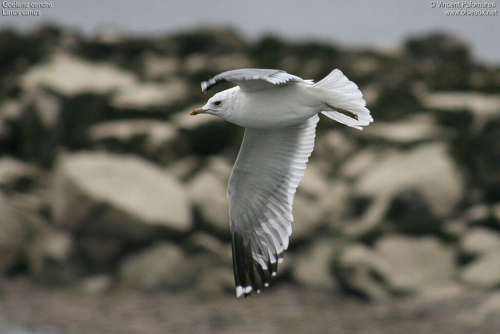 Goéland cendré