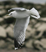 Mew Gull