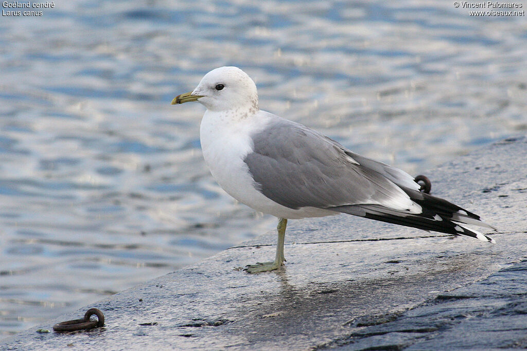 Mew Gull